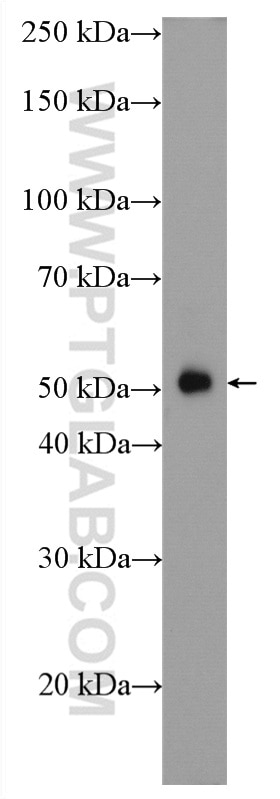 Western Blot (WB) analysis of HepG2 cells using TRAF2 Polyclonal antibody (26846-1-AP)