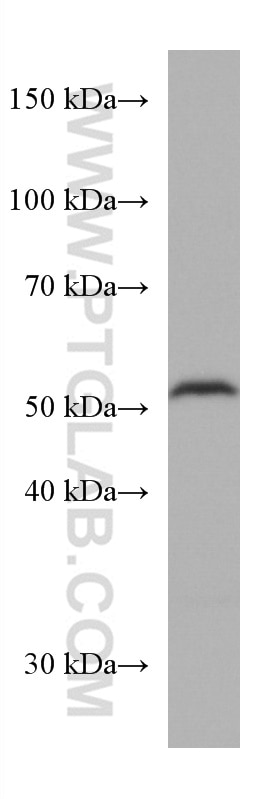 Western Blot (WB) analysis of HepG2 cells using TRAF2 Monoclonal antibody (67315-1-Ig)