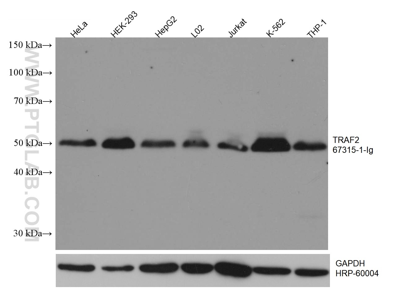 Western Blot (WB) analysis of various lysates using TRAF2 Monoclonal antibody (67315-1-Ig)