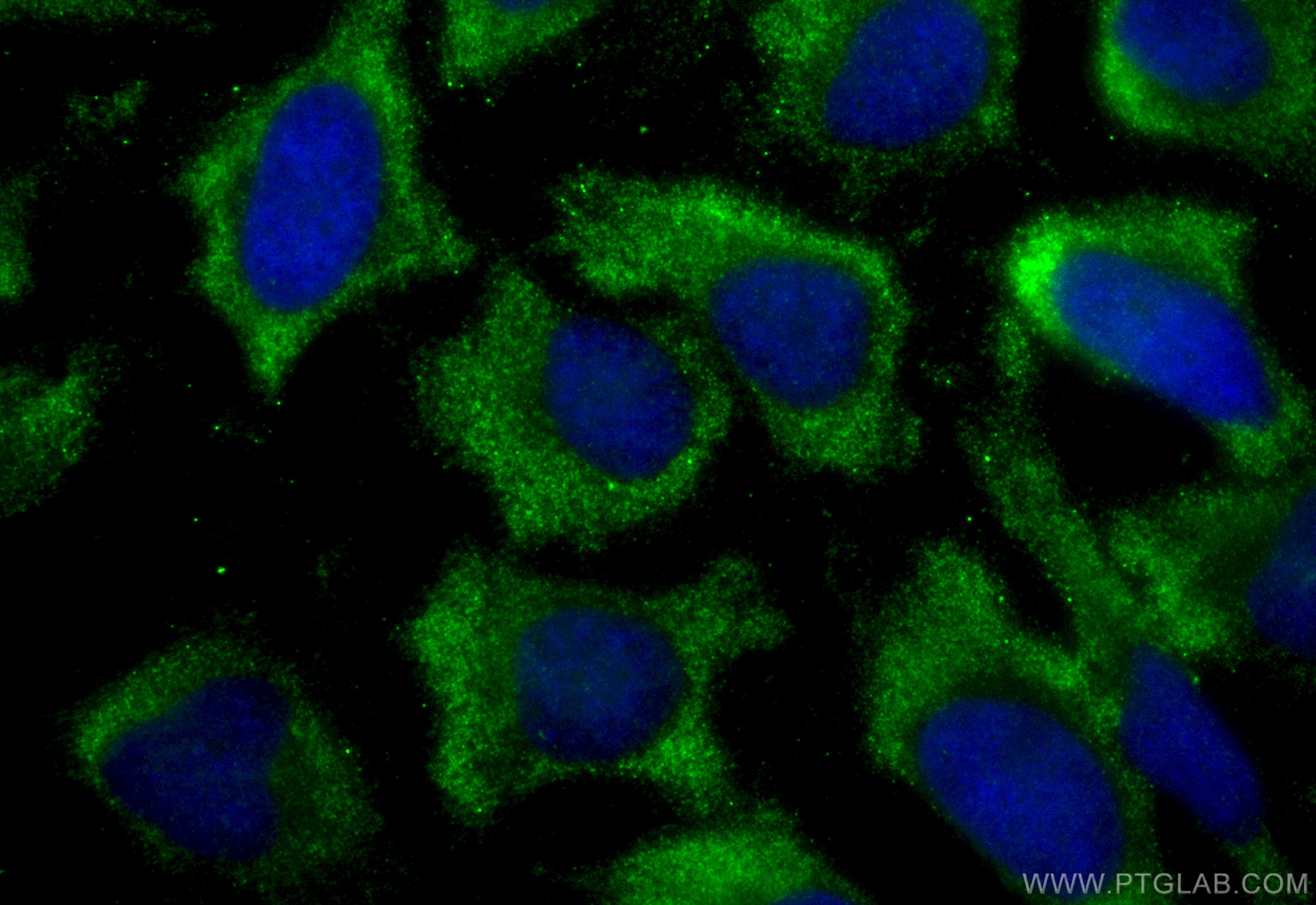 Immunofluorescence (IF) / fluorescent staining of HeLa cells using CoraLite® Plus 488-conjugated TRAF2 Recombinant an (CL488-84581-3)
