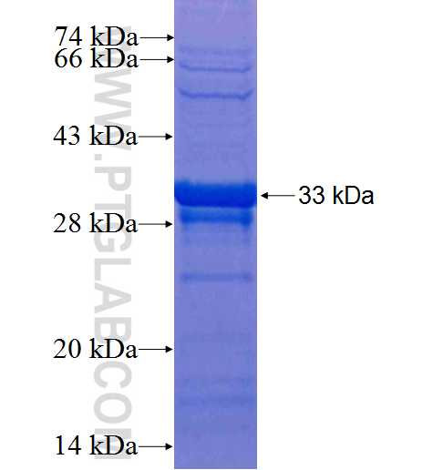 TRAF2 fusion protein Ag25387 SDS-PAGE