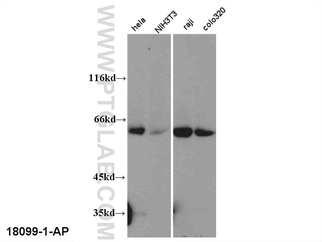 Western Blot (WB) analysis of multi-cells using TRAF3 Polyclonal antibody (18099-1-AP)