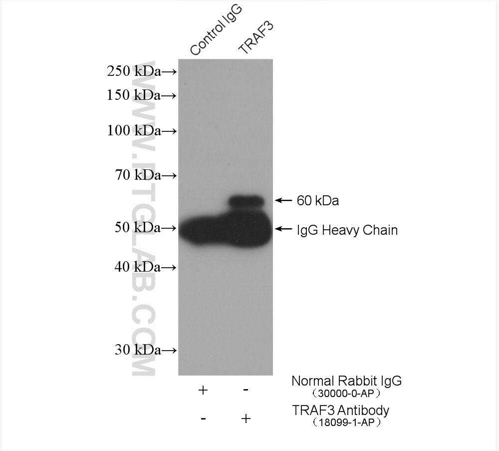 Immunoprecipitation (IP) experiment of Raji cells using TRAF3 Polyclonal antibody (18099-1-AP)