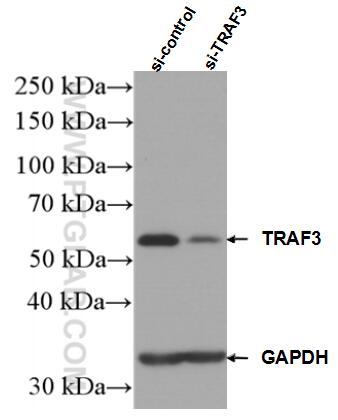 Western Blot (WB) analysis of HEK-293 cells using TRAF3 Polyclonal antibody (18099-1-AP)