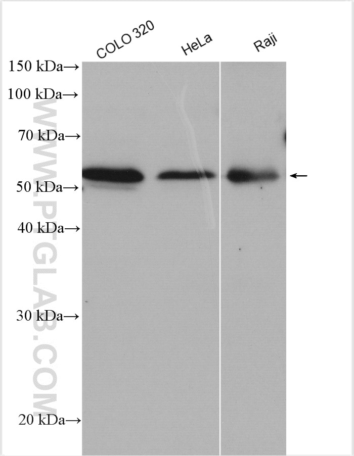 Western Blot (WB) analysis of various lysates using TRAF3 Polyclonal antibody (18099-1-AP)