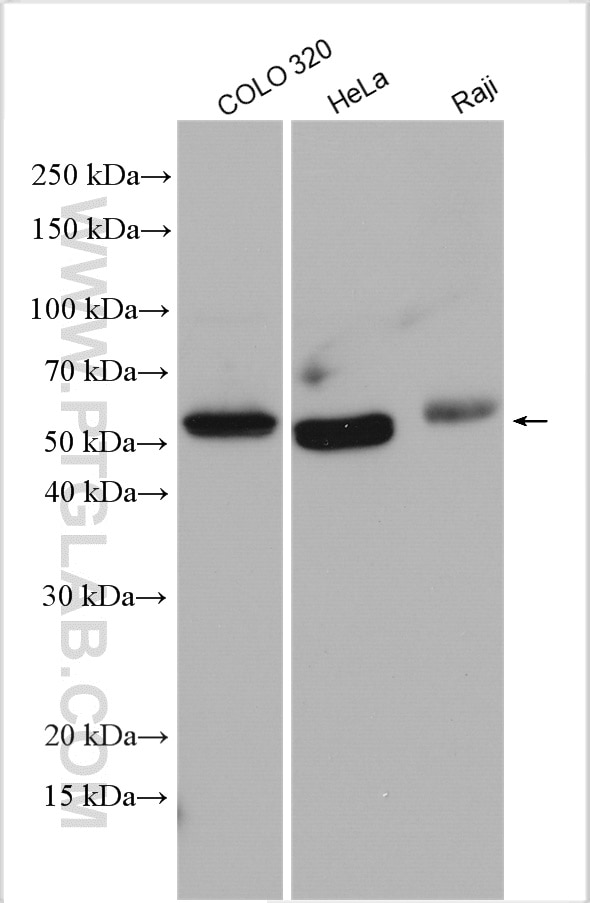 Western Blot (WB) analysis of various lysates using TRAF3 Polyclonal antibody (18099-1-AP)