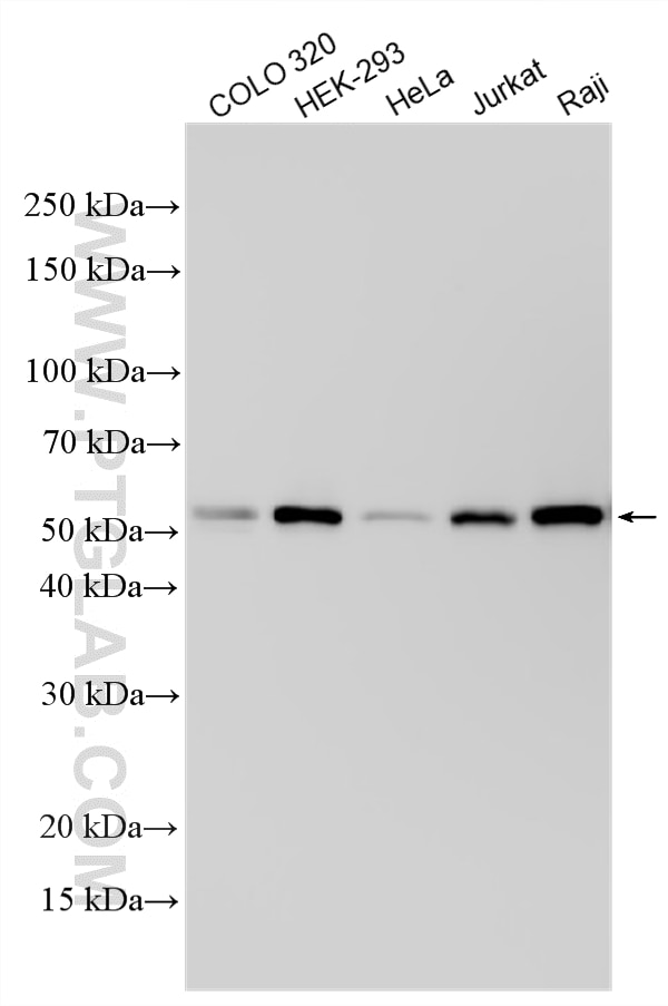 Western Blot (WB) analysis of various lysates using TRAF3 Polyclonal antibody (18099-1-AP)