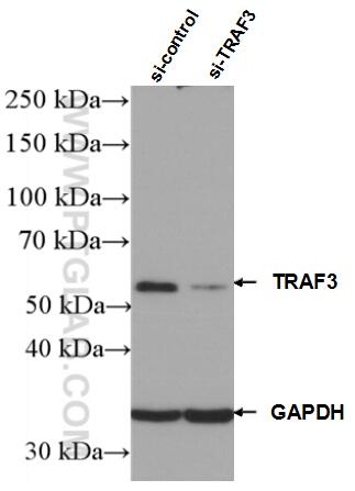 Western Blot (WB) analysis of HEK-293 cells using TRAF3 Monoclonal antibody (66310-1-Ig)