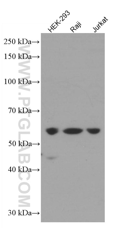 Western Blot (WB) analysis of various lysates using TRAF3 Monoclonal antibody (66310-1-Ig)