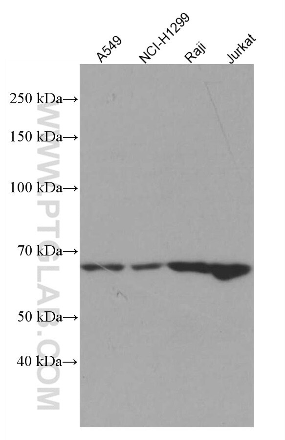 Western Blot (WB) analysis of various lysates using TRAF3 Monoclonal antibody (66310-1-Ig)