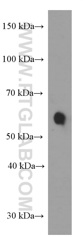 Western Blot (WB) analysis of U-937 cells using TRAF3 Monoclonal antibody (66310-1-Ig)