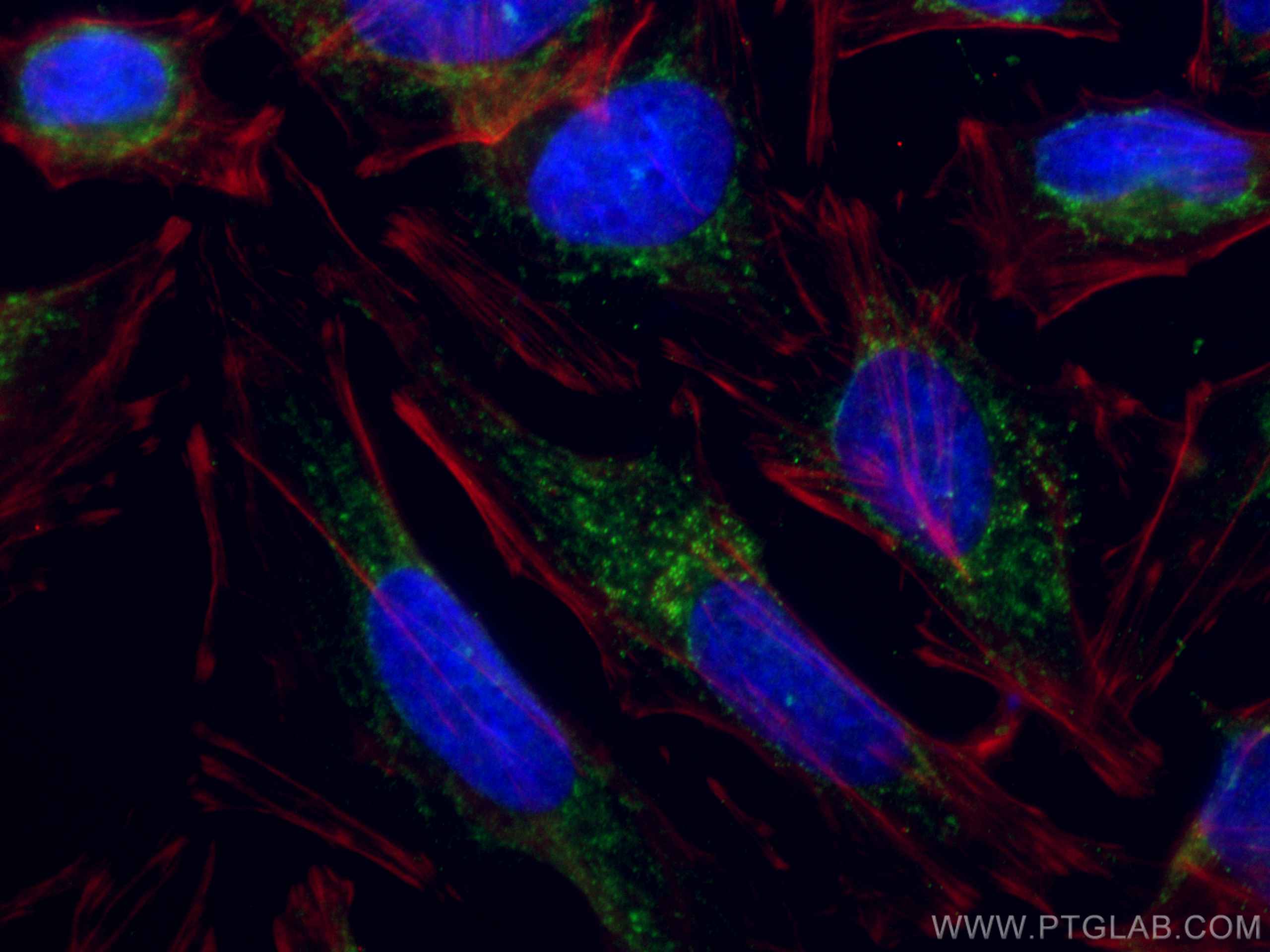 IF Staining of HeLa using CL488-66310