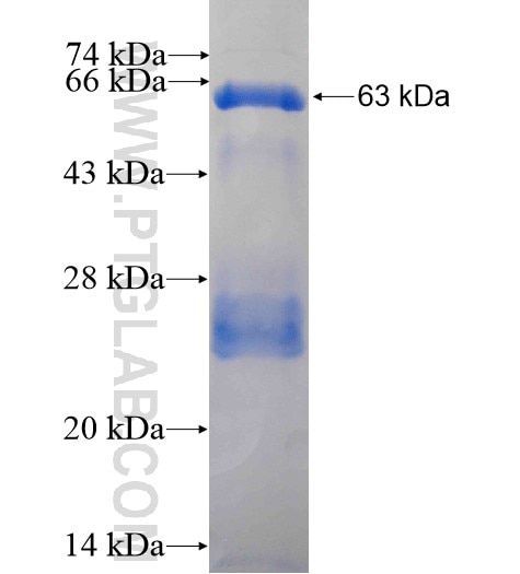 TRAF3 fusion protein Ag12185 SDS-PAGE