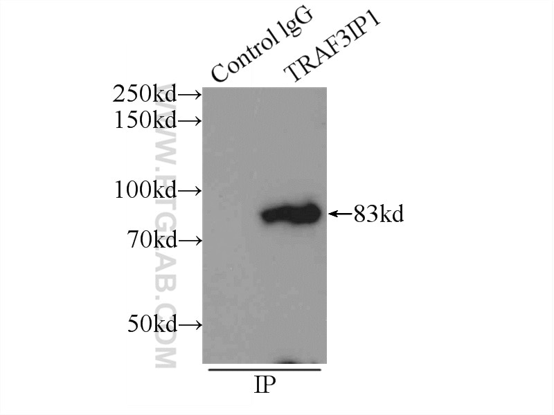 Immunoprecipitation (IP) experiment of HeLa cells using TRAF3IP1 Polyclonal antibody (14404-1-AP)