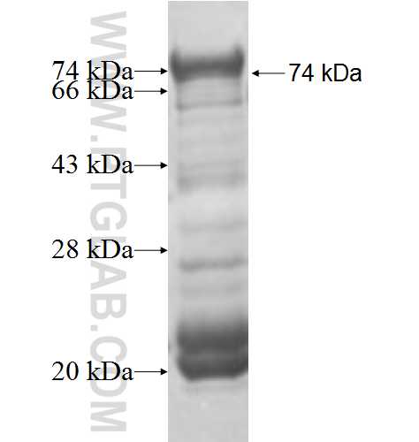 TRAF3IP1 fusion protein Ag5677 SDS-PAGE