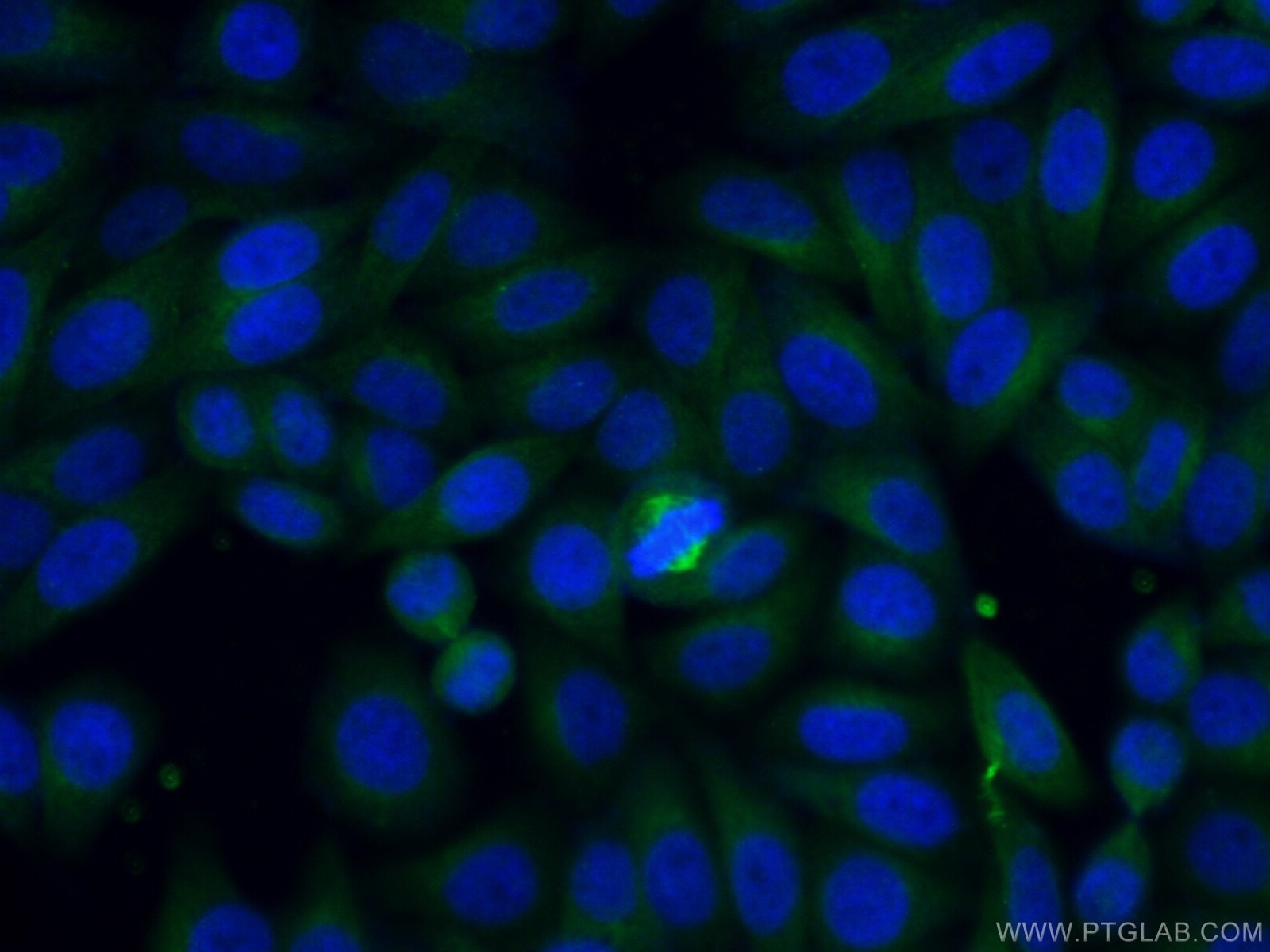 Immunofluorescence (IF) / fluorescent staining of HepG2 cells using TRAF3IP2 Polyclonal antibody (26692-1-AP)