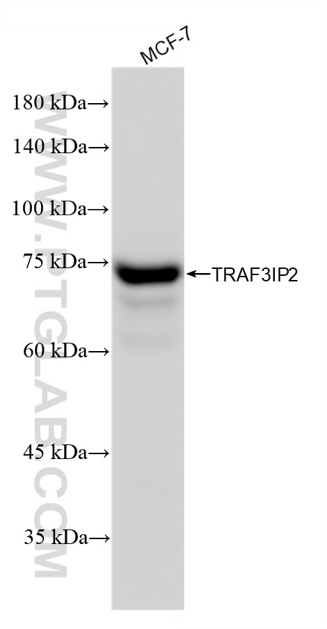 WB analysis of MCF-7 using 87596-1-RR (same clone as 87596-1-PBS) Western Blot (WB) analysis of MCF-7 cells using TRAF3IP2 Recombinant monoclonal antibody (87596-1-RR)