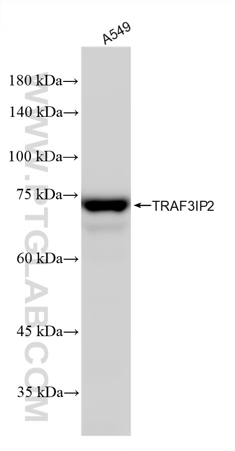 WB analysis of A549 using 87596-1-RR (same clone as 87596-1-PBS) Western Blot (WB) analysis of A549 cells using TRAF3IP2 Recombinant monoclonal antibody (87596-1-RR)