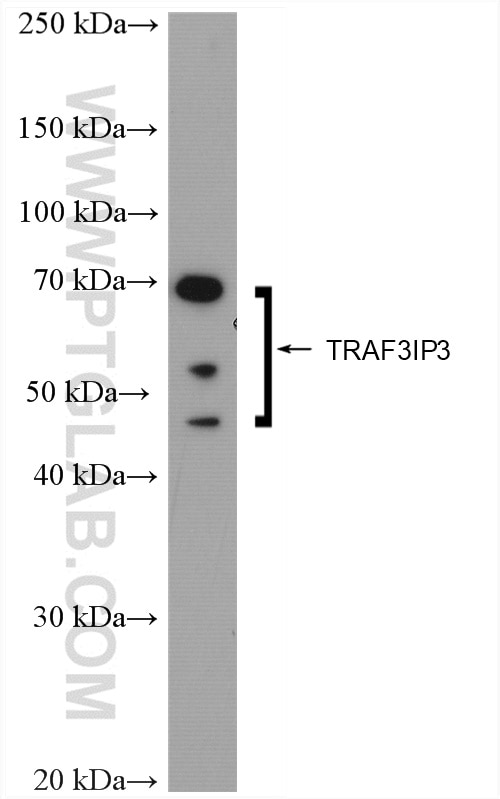 Western Blot (WB) analysis of mouse thymus tissue using TRAF3IP3 Polyclonal antibody (18110-1-AP)