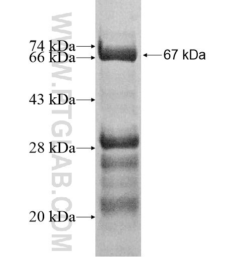 TRAF3IP3 fusion protein Ag12559 SDS-PAGE