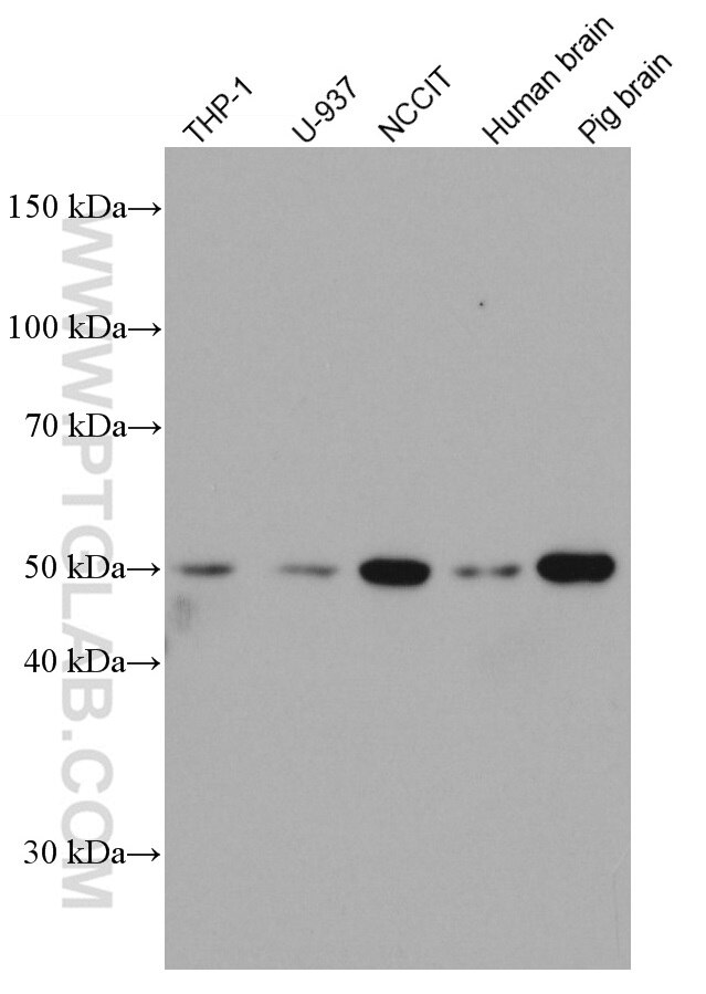 Western Blot (WB) analysis of various lysates using TRAF4 Monoclonal antibody (66755-1-Ig)