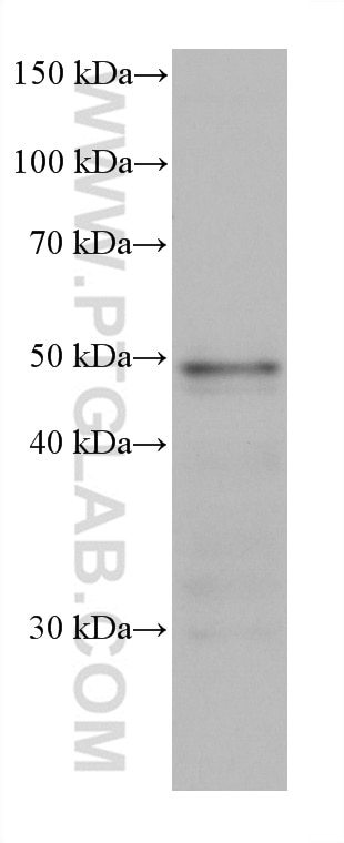 Western Blot (WB) analysis of THP-1 cells using TRAF4 Monoclonal antibody (66755-1-Ig)