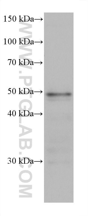 WB analysis of THP-1 using 66755-1-Ig