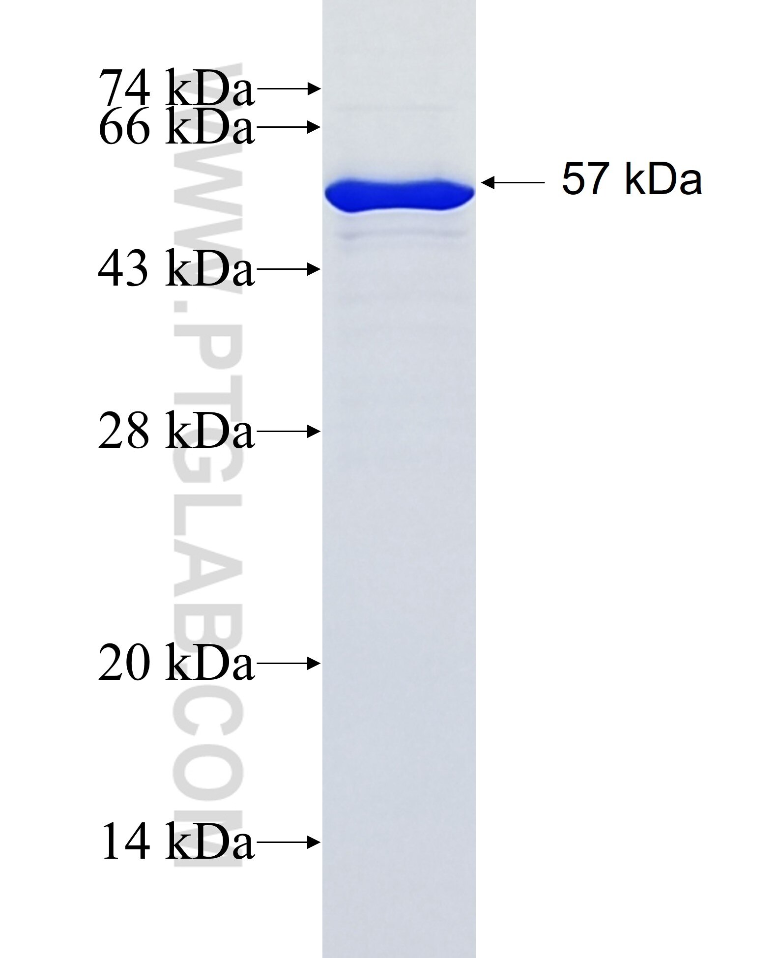 TRAF4 fusion protein Ag0121 SDS-PAGE