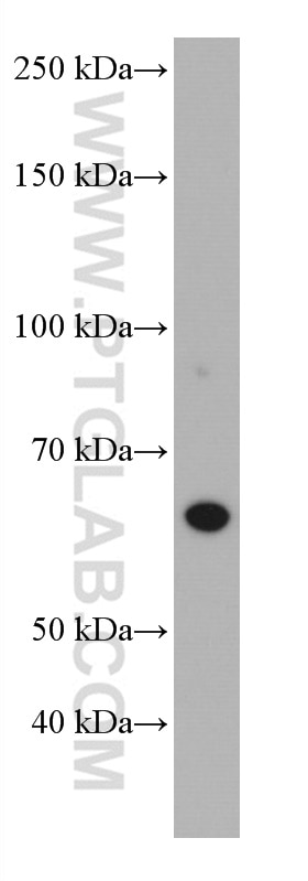 Western Blot (WB) analysis of PC-3 cells using TRAF5 Monoclonal antibody (66991-1-Ig)