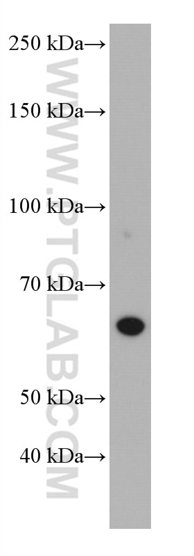 WB analysis of PC-3 using 66991-1-Ig