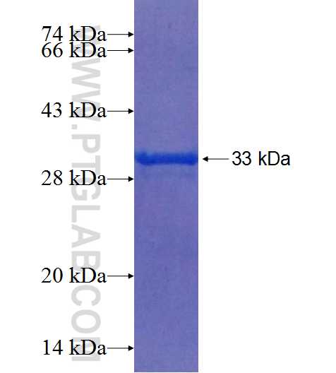 TRAF5 fusion protein Ag25284 SDS-PAGE