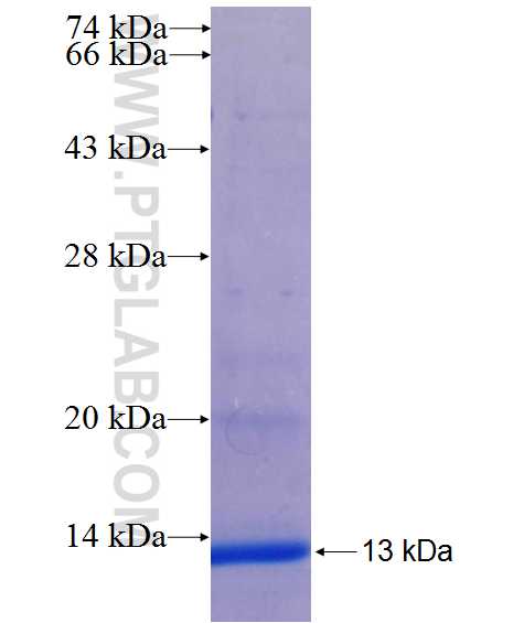 TRAF5 fusion protein Ag26070 SDS-PAGE