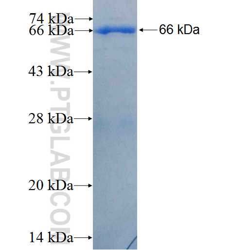 TRAF5 fusion protein Ag3519 SDS-PAGE