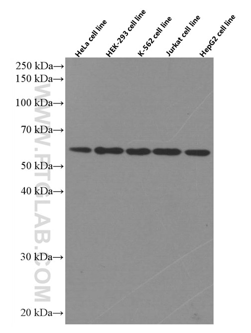 Western Blot (WB) analysis of various lysates using TRAF6 Monoclonal antibody (66498-1-Ig)