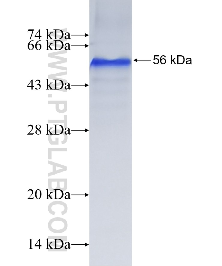 TRAF6 fusion protein Ag24696 SDS-PAGE
