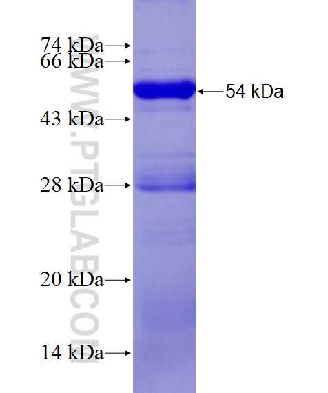 TRAF6 fusion protein Ag3555 SDS-PAGE