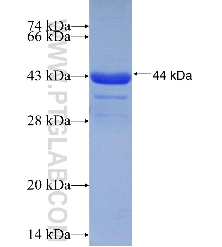 TRAF7 fusion protein Ag30348 SDS-PAGE