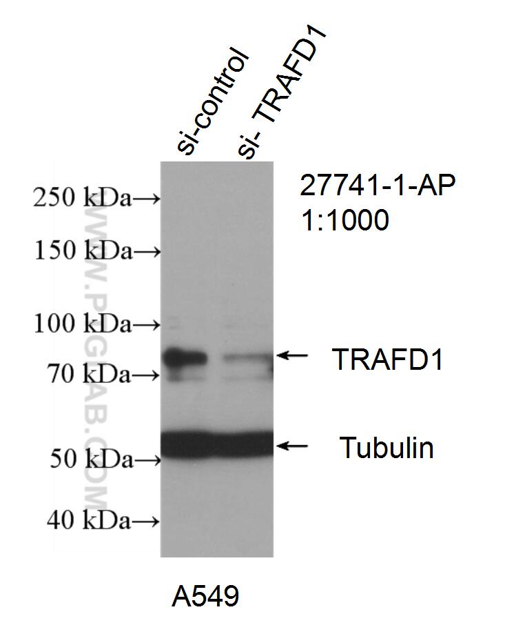 WB analysis of A549 using 27741-1-AP