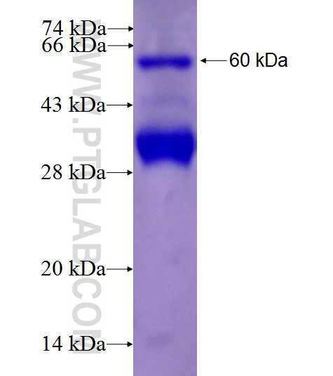 TRAFD1 fusion protein Ag26945 SDS-PAGE