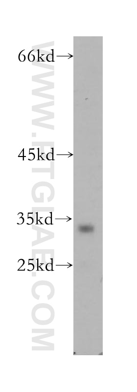 Western Blot (WB) analysis of K-562 cells using TRAIL Polyclonal antibody (10399-1-AP)