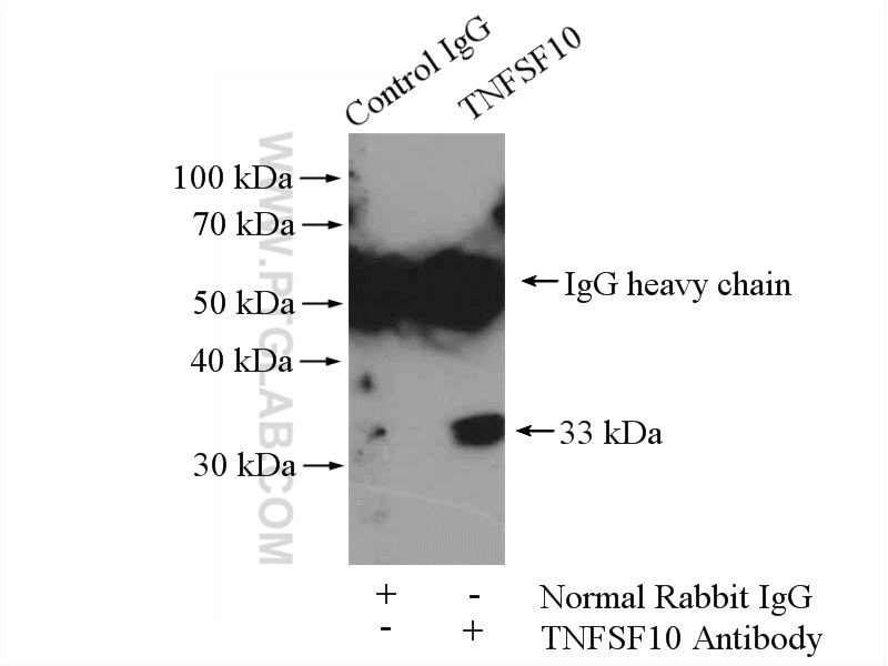 TRAIL Polyclonal antibody