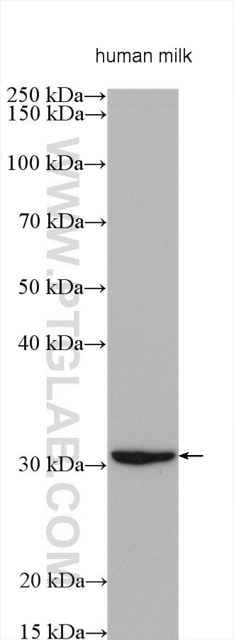 Western Blot (WB) analysis of various lysates using TRAIL Polyclonal antibody (27064-1-AP)