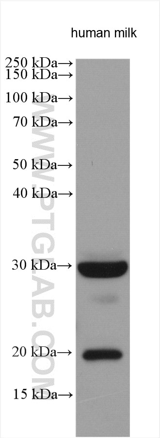 Western Blot (WB) analysis of various lysates using TRAIL Polyclonal antibody (27064-1-AP)