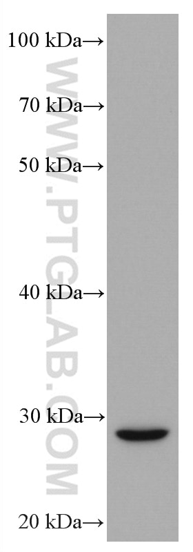 Western Blot (WB) analysis of human milk using TRAIL Monoclonal antibody (66756-1-Ig)