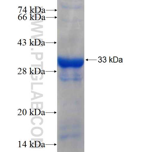 TRAIL fusion protein Ag25751 SDS-PAGE