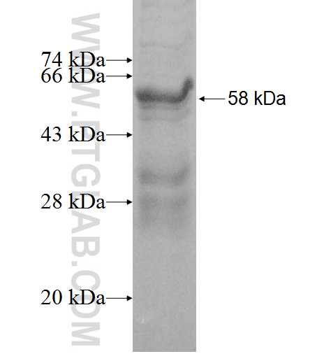 TRAIL fusion protein Ag0627 SDS-PAGE