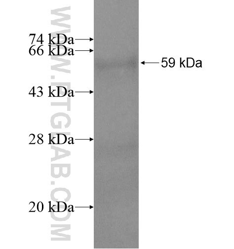 TRAIL fusion protein Ag11078 SDS-PAGE