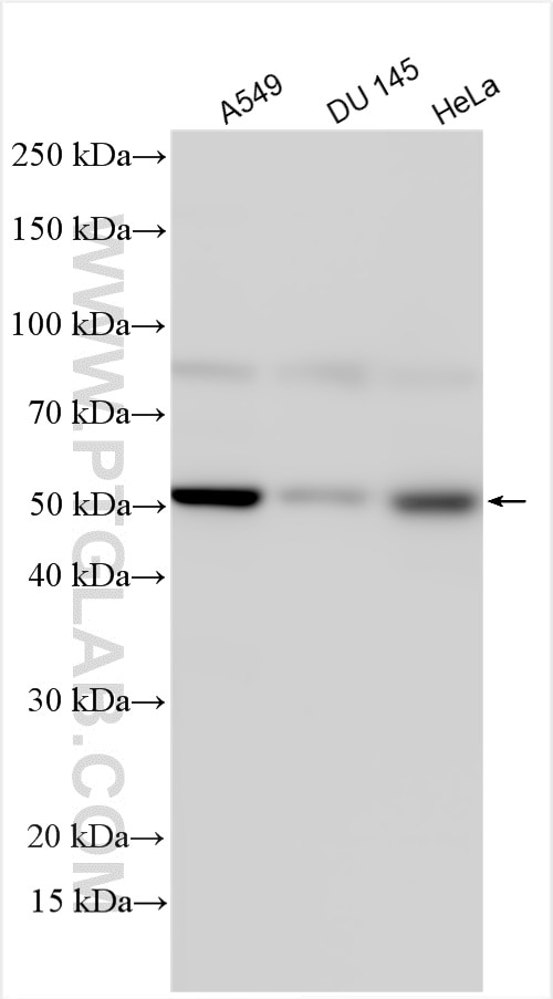 Western Blot (WB) analysis of various lysates using DcR2 Polyclonal antibody (16781-1-AP)