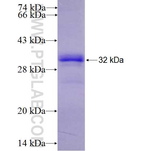 TRAILR4 fusion protein Ag10045 SDS-PAGE