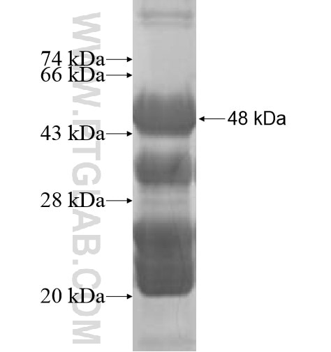 TRAILR4 fusion protein Ag10208 SDS-PAGE